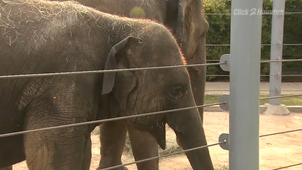 Saving elephants from deadly herpes virus
